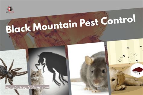 black mountain pest control